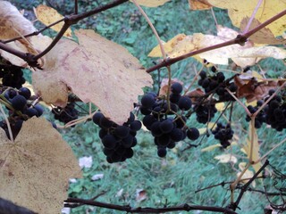 leaves ang grapes