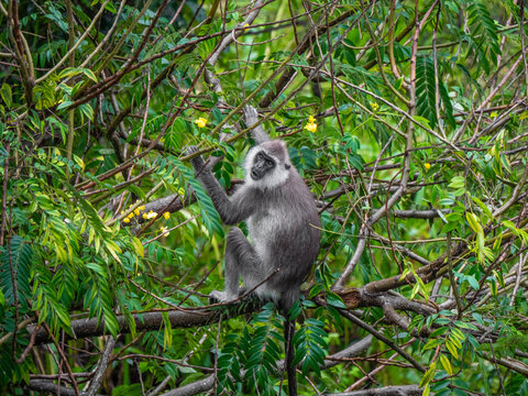 Ella, Sri Lanka: Ein s&uuml;dlicher Hanuman-Langur