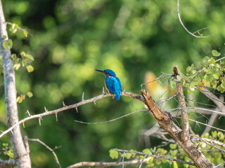 Udawalawa Nationalpark, Sri Lanka: Ein Eisvogel
