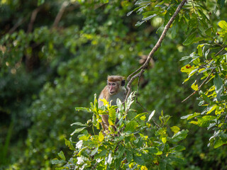 Udawalawa Nationalpark, Sri Lanka: Ein sitzendes Makaken-Jungtier