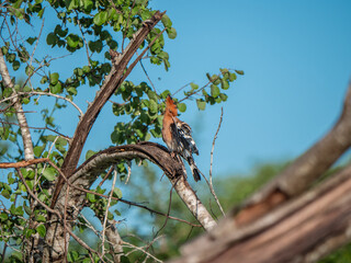 Udawalawa Nationalpark, Sri Lanka: Ein Wiedehopf