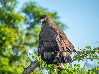 Udawalawa Nationalpark, Sri Lanka: Ein sitzender Haubenschlangenadler