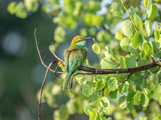 Yala Nationalpark, Sri Lanka: Ein Smaragdspint auf einem Ast