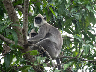 Mahasenpura, Sri Lanka: Ein Langur mit seinem Jungtier