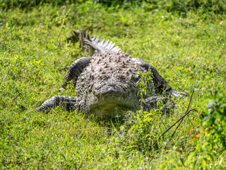 Yala Nationalpark, Sri Lanka: Ein Sumpfkrokodil von vorne