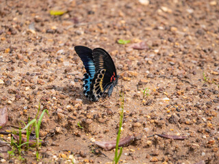 Yala Nationalpark, Sri Lanka: Schmetterling Papilio polymnestor