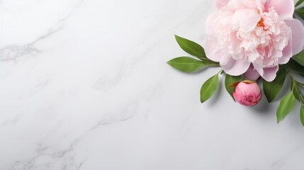  pink peonies and green leaves on a white marble background with copy - space for your text or image.