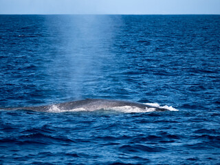 Mirissa, Sri Lanka: Der Buckel eines Blauwals