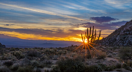 Wide Ratio Desert Sunrise In Arizona With Multi-Armed Saguaro Cactus