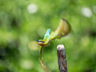 Yala Nationalpark, Sri Lanka: Ein Blauschwanzspint im Flug