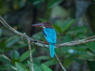 Maduganga See, Sri Lanka: Ein Braunliest (Eisvogel)
