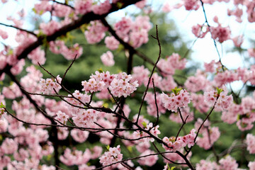 Background material photo of a close-up of cherry blossoms in full bloom