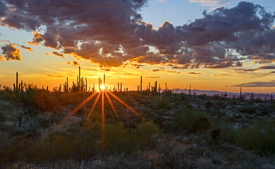 Desert Landscape Sunset With Sunrays & Cactus In Arizona