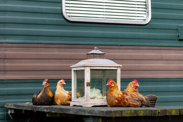 Group of chicken at picknick table in front of old caravan at campsite
