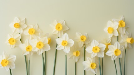  a group of white and yellow daffodils against a white wall with a yellow center in the middle.