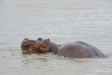 hippos bathing in a large wild river in South Africa