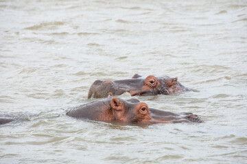 Fototapeta premium hippos bathing in a large wild river in South Africa