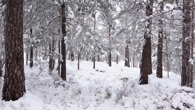 Deep in a forest in Sweden in winter time. The Pine and fir trees are covered with snow and a thick layer on the forest floor