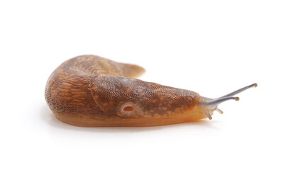 Snail without shell.