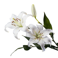 white lily flower