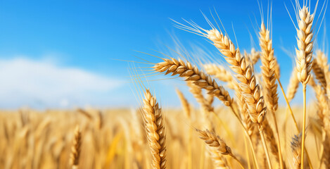 Fototapeta premium golden wheat field in the summer, ready for harvest with copy space