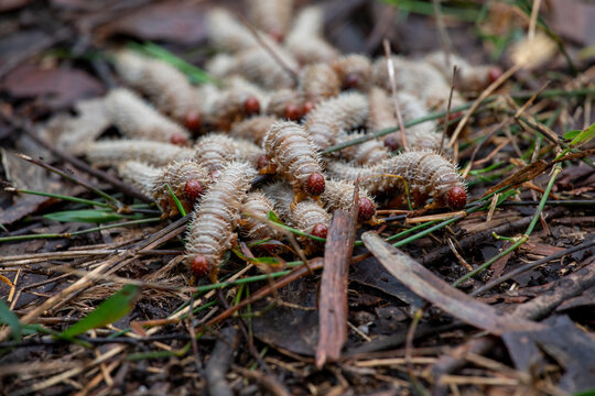Swarm of sawfly larvae, close up of heads on the ground.
