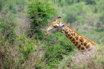 Pretty specimen of a wild giraffe  in the nature of South Africa