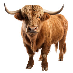 Brown Bull with Long Horns