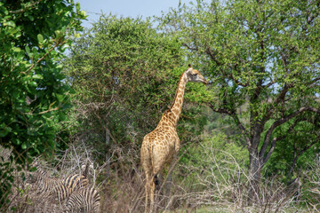 Pretty specimen of a wild giraffe  in the nature of South Africa