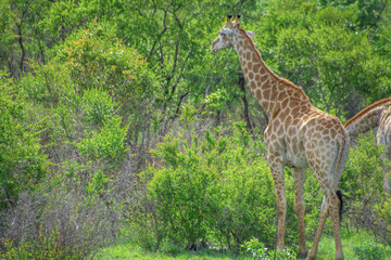 Pretty specimen of a wild giraffe  in the nature of South Africa