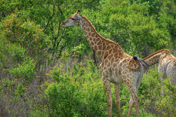 Pretty specimen of a wild giraffe  in the nature of South Africa