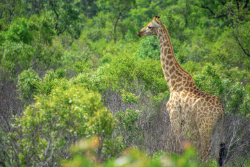 Pretty specimen of a wild giraffe  in the nature of South Africa