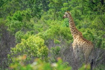 Pretty specimen of a wild giraffe  in the nature of South Africa