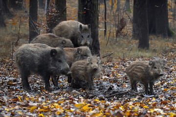 Einsame Frischlinge (Wildschwein) am Waldrand