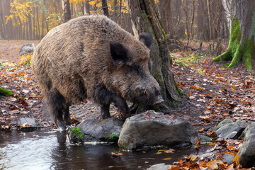 Keiler im Herbstwald