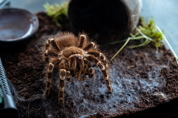 A spider injects venom into a madagascar cockroach in a terrarium close-up. Acanthoscurria...