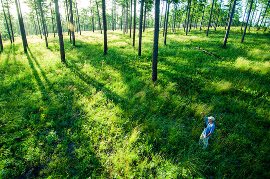 A biologist looks for sparrows to tag in an old growth Longleaf Pine forest, Wade Tract Preserve, Georgia, overhead shot