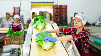 Skilled young Hispanic female worker of vegetable processing factory checking fresh green lettuce...
