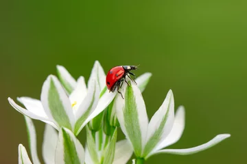 Fototapeten  Macro shots, Beautiful nature scene.  Beautiful ladybug on leaf defocused background  © blackdiamond67