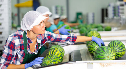 Portrait of focused female worker sorting fresh ripe watermelons on grading line in fruit factory...