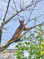 An orange Abyssinian cat sitting on the branch of the tree hunting something