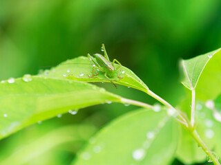 雨に濡れるキリギリスの幼虫