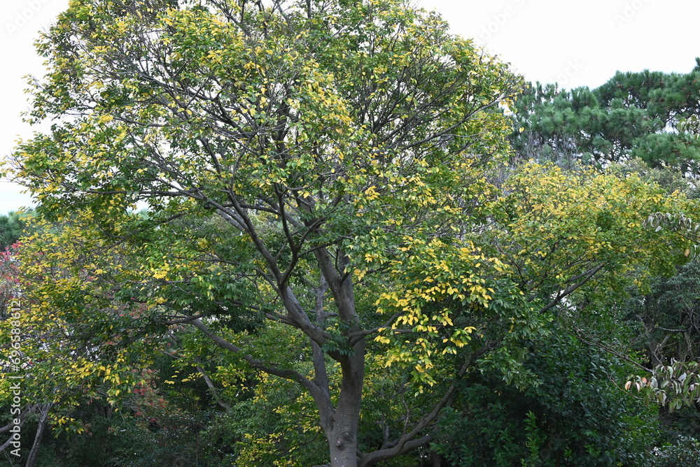 Wall mural chinese hackberry ( celtis sinensis ) yellow leaves. cannabaceae deciduous tree. seasonal background