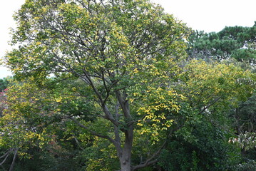 Fototapeta na wymiar Chinese hackberry ( Celtis sinensis ) yellow leaves. Cannabaceae deciduous tree. Seasonal background material. 