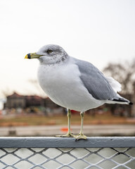 Bright white and grey seagull on ferry boat railing against bright sky 