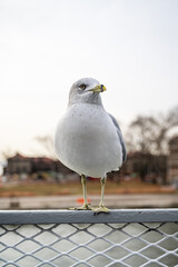 Bright white and grey seagull on ferry boat railing against bright sky 