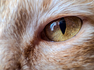Beautiful eye of a cat while it watches the camera lens attentively.