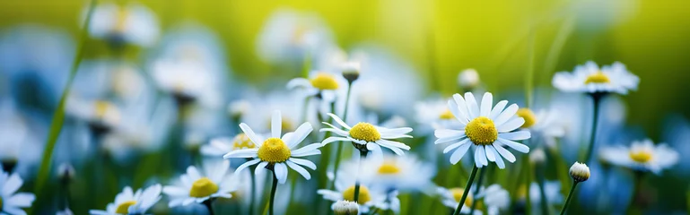 Fotobehang Field of daisies on the background of blue sky with clouds. Spring nature background. Panoramic image. © milicenta