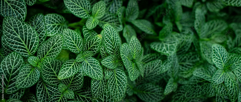 Canvas Prints green leaves close up in the detail