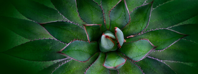aloe plant close up in the detail